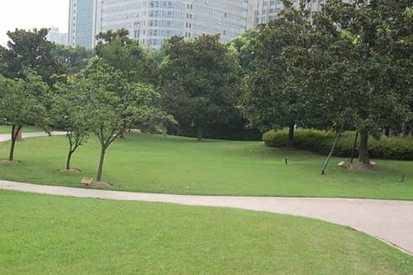 綠化養(yǎng)護(hù)如何成功移植植物？